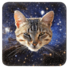 Kitten face with a space background coaster.