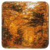 Photograph image of colorful fall trees in a forest.