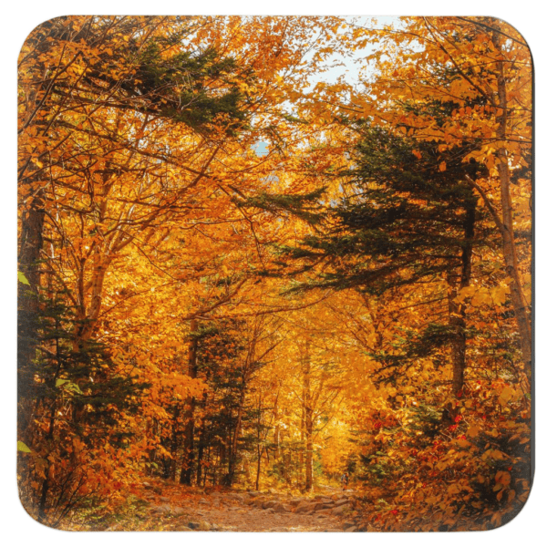 Photograph image of colorful fall trees in a forest.