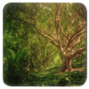 Square coaster with an image of a large green tree in the forest printed on it.