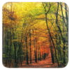 Photograph image of colorful fall trees in a forest.