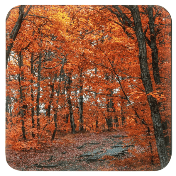 Photograph image of colorful fall trees in a forest.
