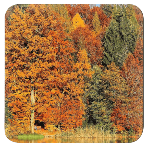 Photograph image of colorful fall trees in a forest.