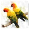 Square coaster with image of a pair of Sun Conure parrots in watercolor style.